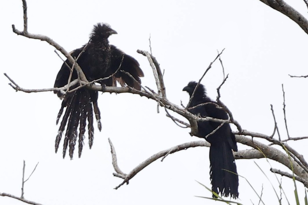 Goliath Coucal - ML640947747
