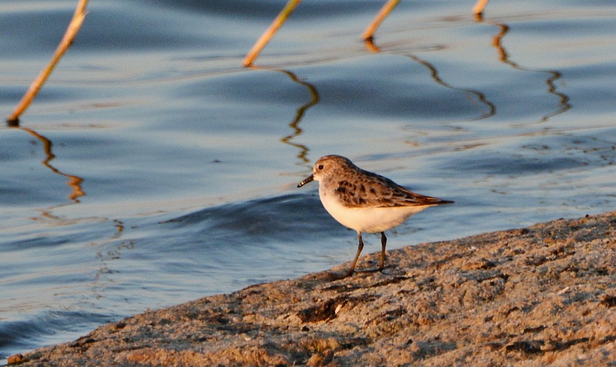 Little Stint - ML640947754