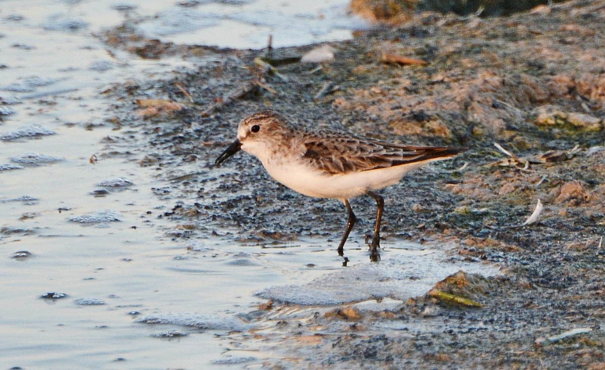 Little Stint - ML640947755