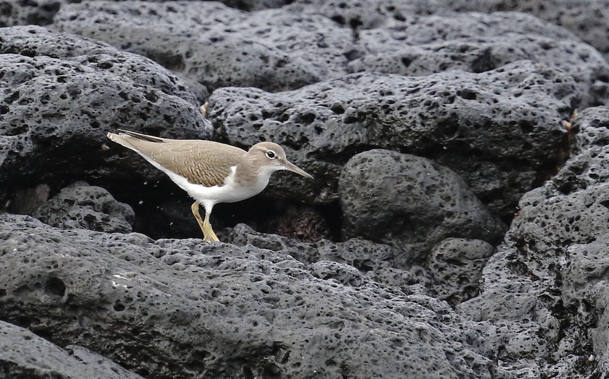 Spotted Sandpiper - ML640947756