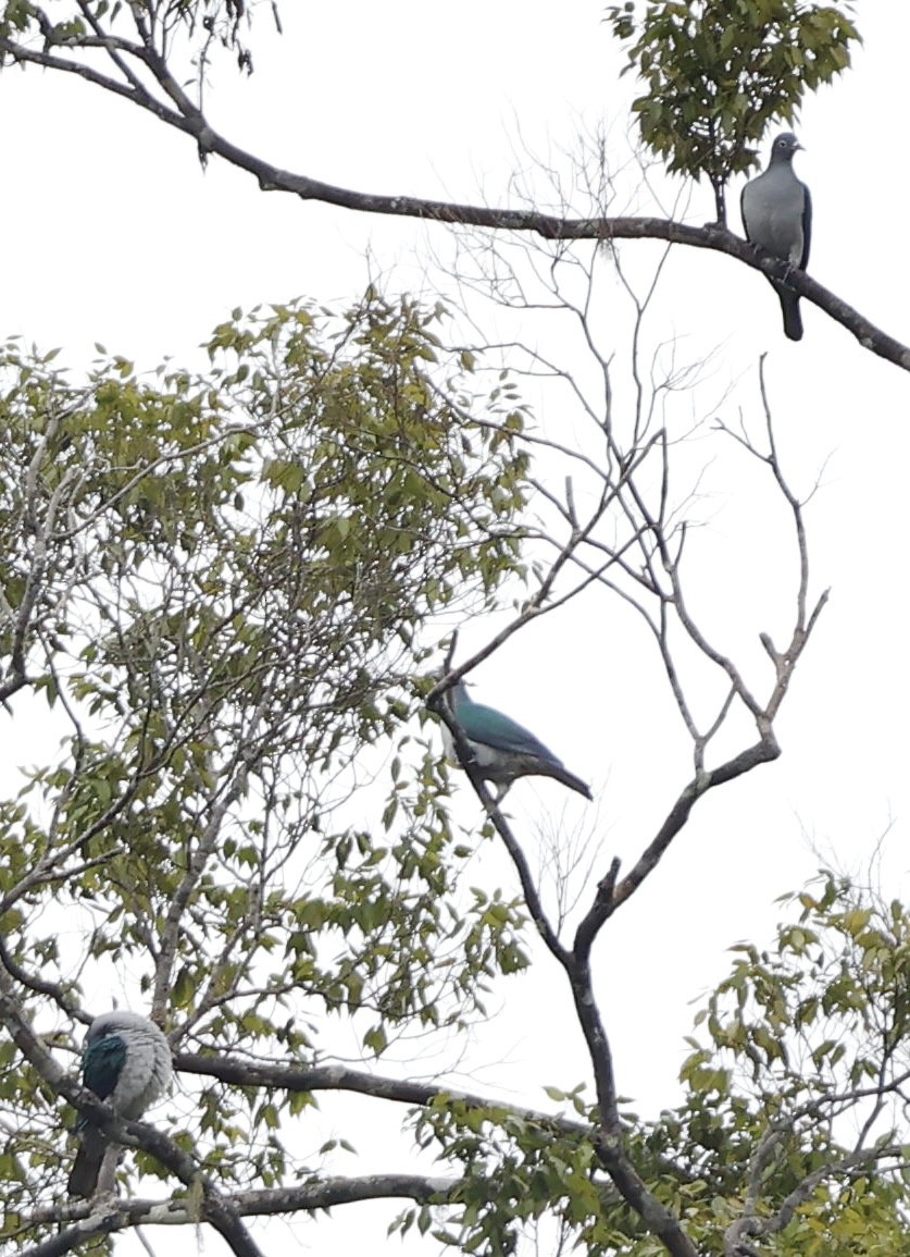 Spectacled Imperial-Pigeon - ML640947758