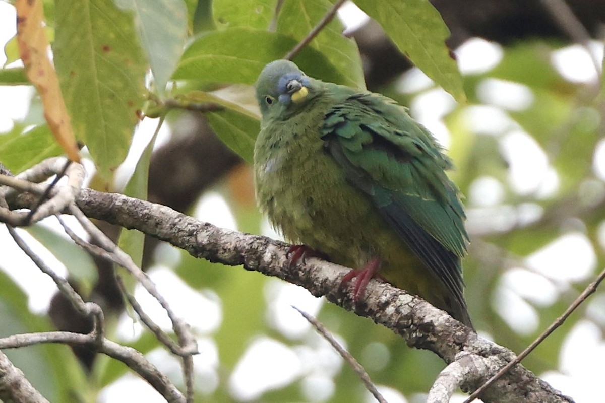 Blue-capped Fruit-Dove - ML640947766