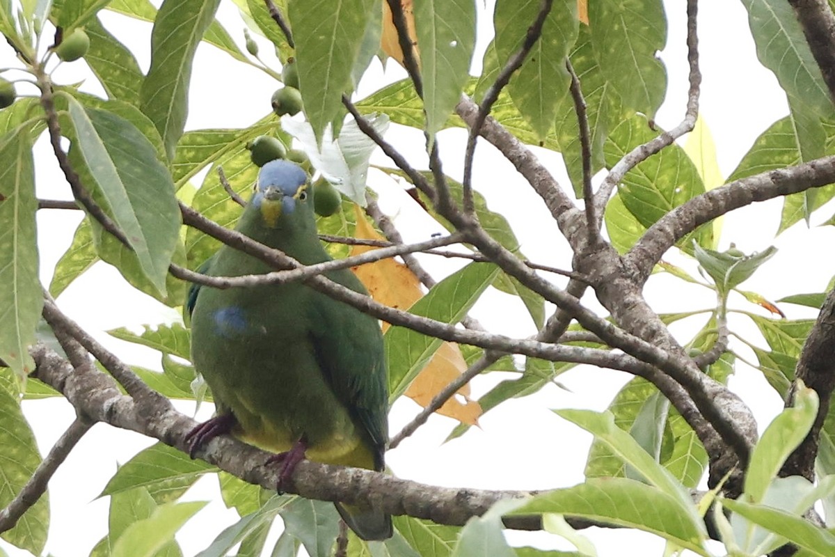 Blue-capped Fruit-Dove - ML640947767