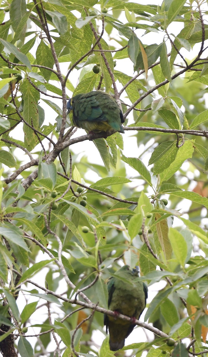 Blue-capped Fruit-Dove - ML640947769