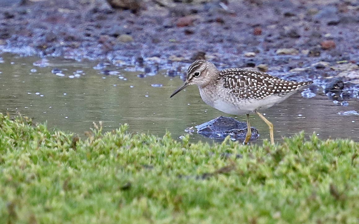 Шугуйн хөгчүү - ML640947790