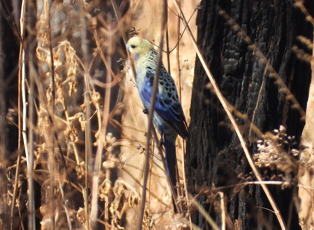 Pale-headed Rosella - ML640947796