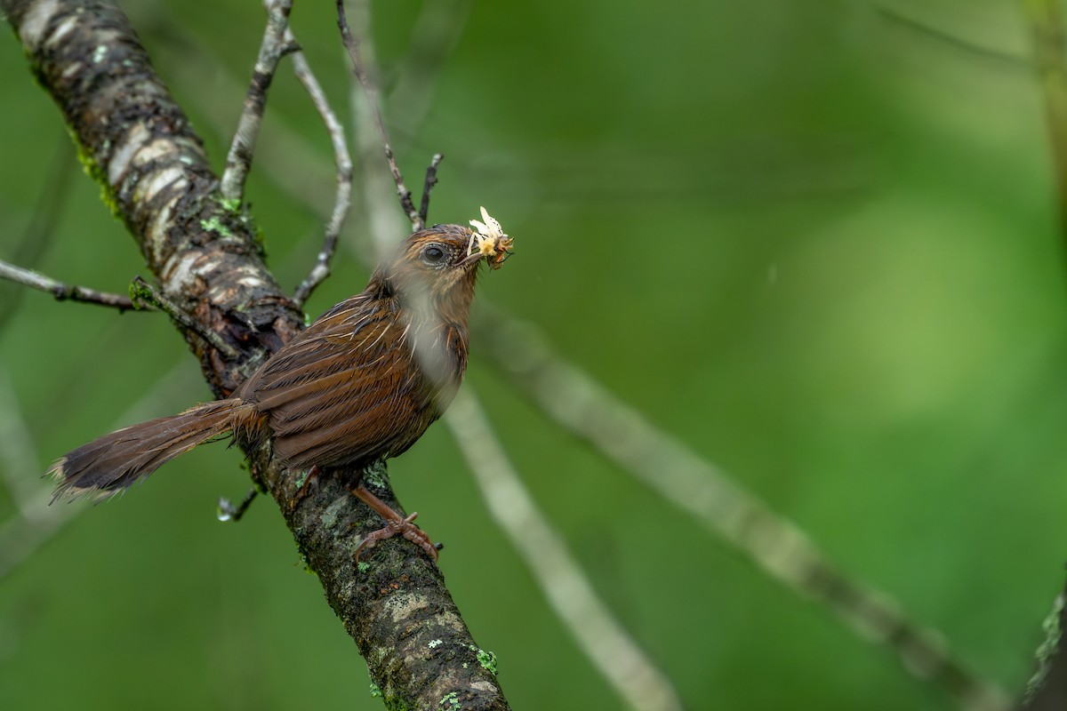 Streaked Laughingthrush - ML640947803