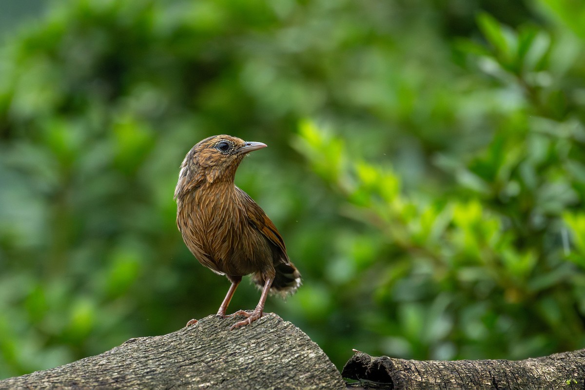 Streaked Laughingthrush - ML640947805