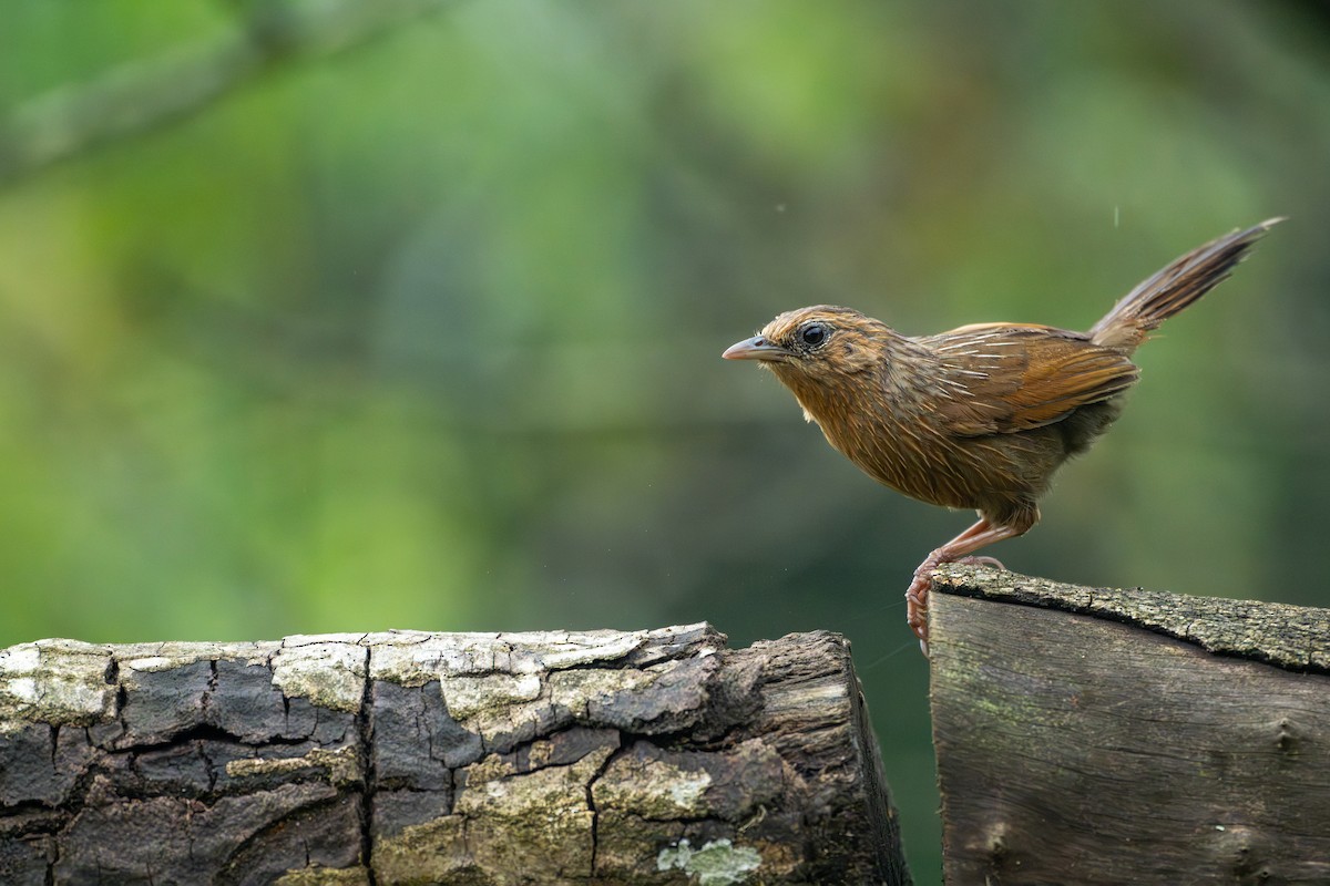 Streaked Laughingthrush - ML640947806