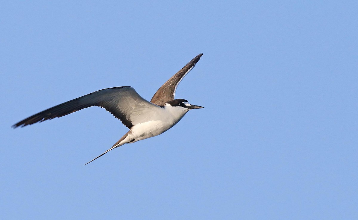 Sooty Tern - ML640947811
