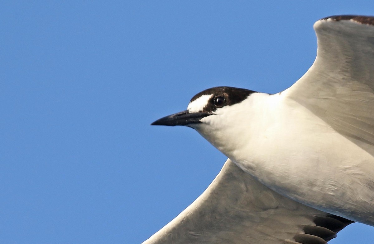 Sooty Tern - ML640947812