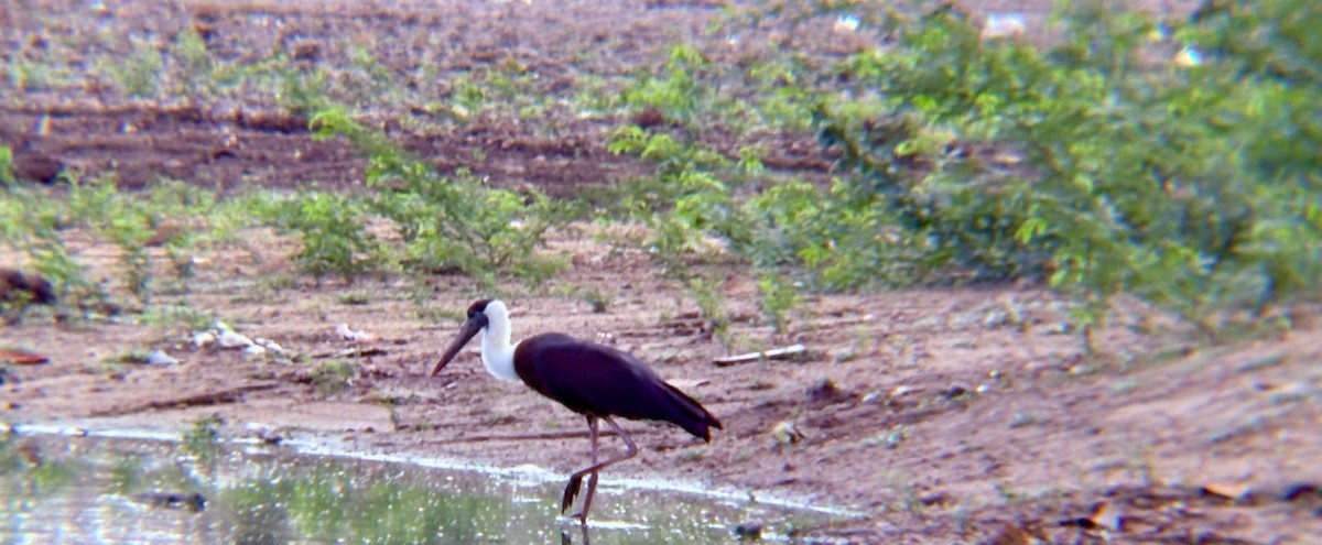 Asian Woolly-necked Stork - ML640947816