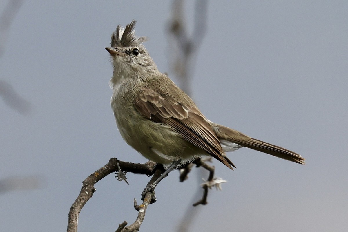 Gray-and-white Tyrannulet - ML640947860