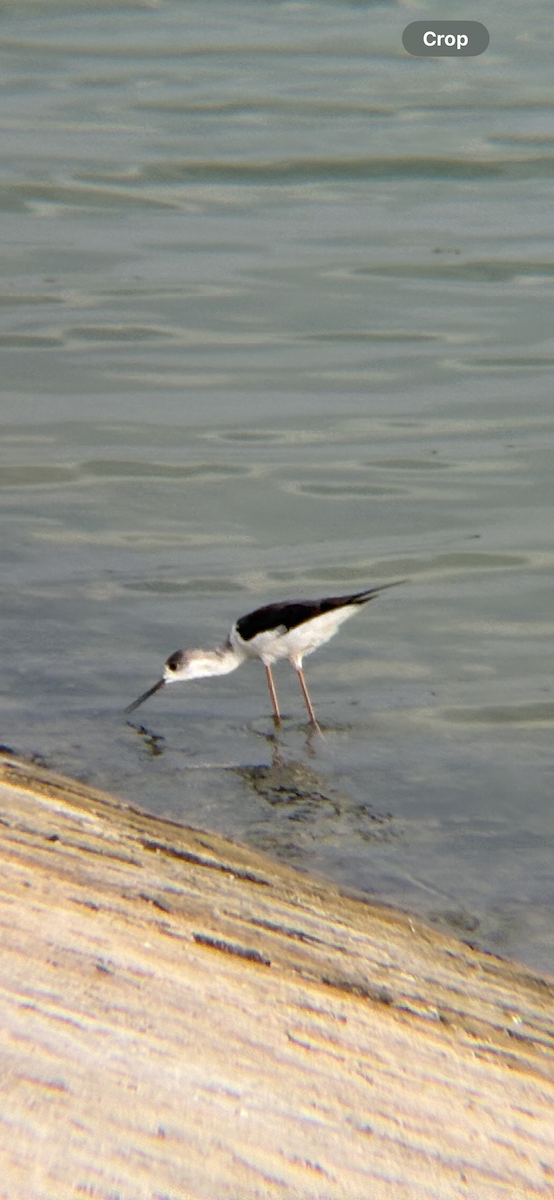 Black-winged Stilt - ML640947878