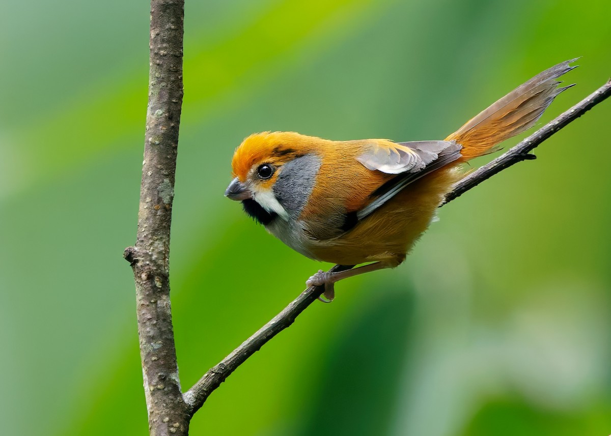 Black-throated Parrotbill - ML640947912