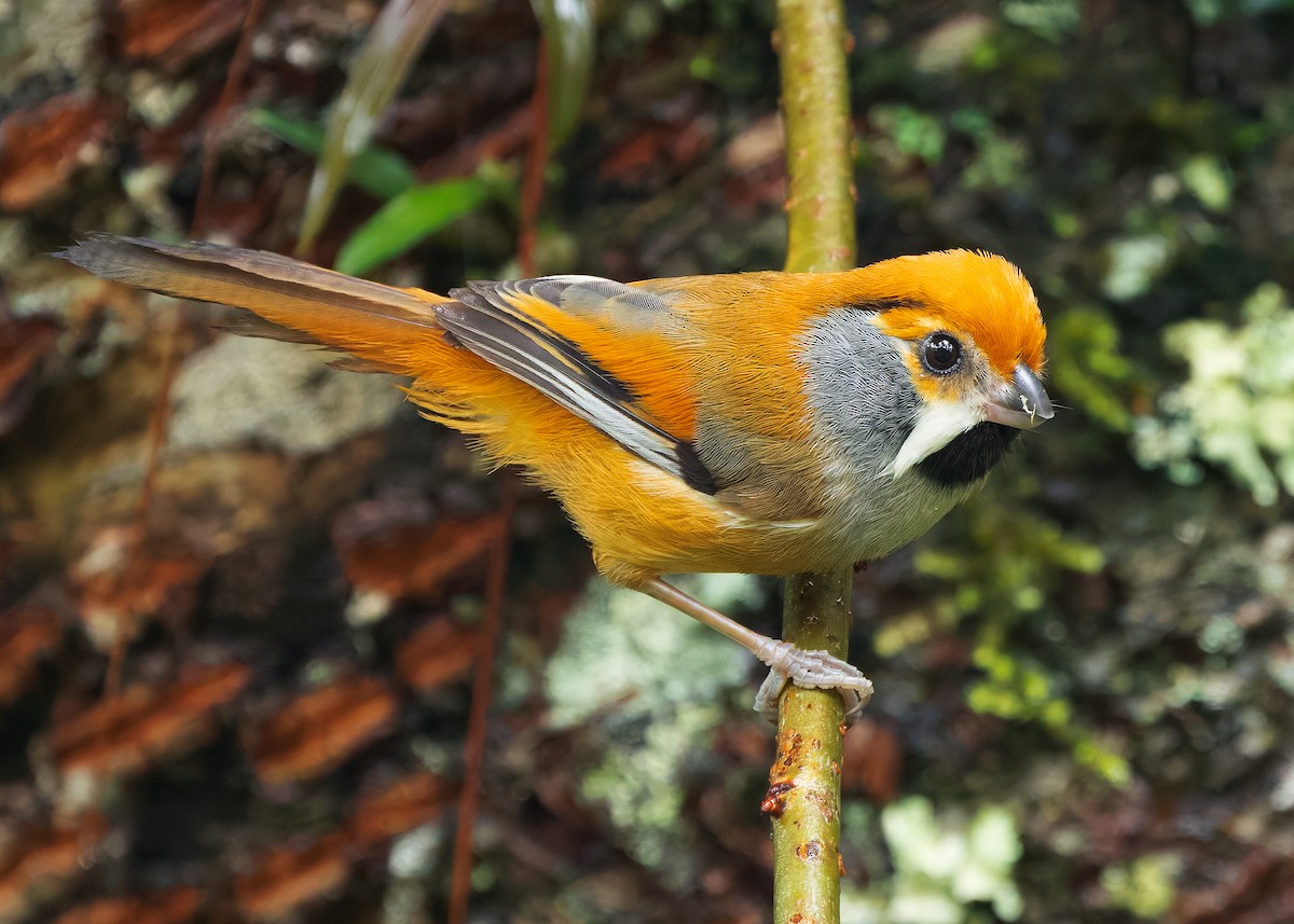 Black-throated Parrotbill - ML640947913