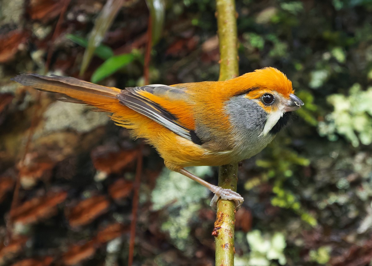 Black-throated Parrotbill - ML640947914