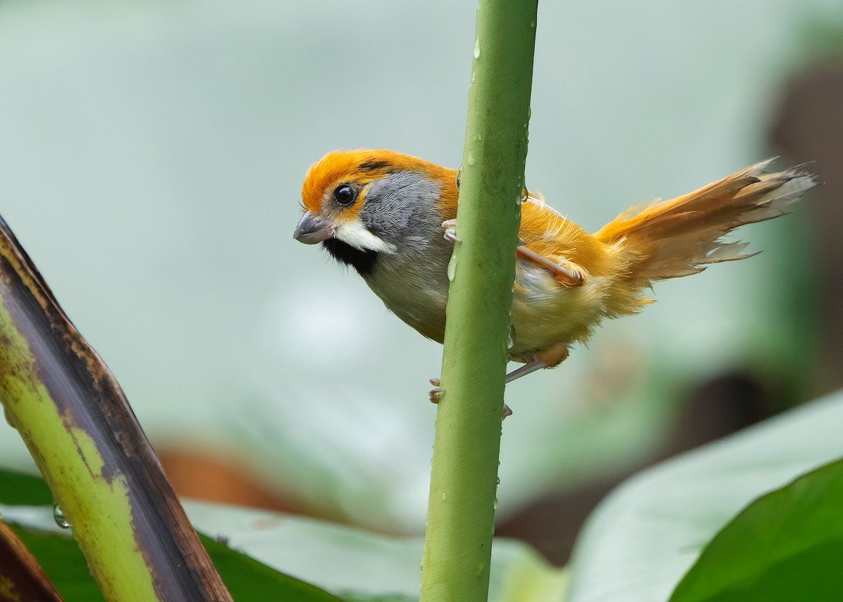 Black-throated Parrotbill - ML640947915