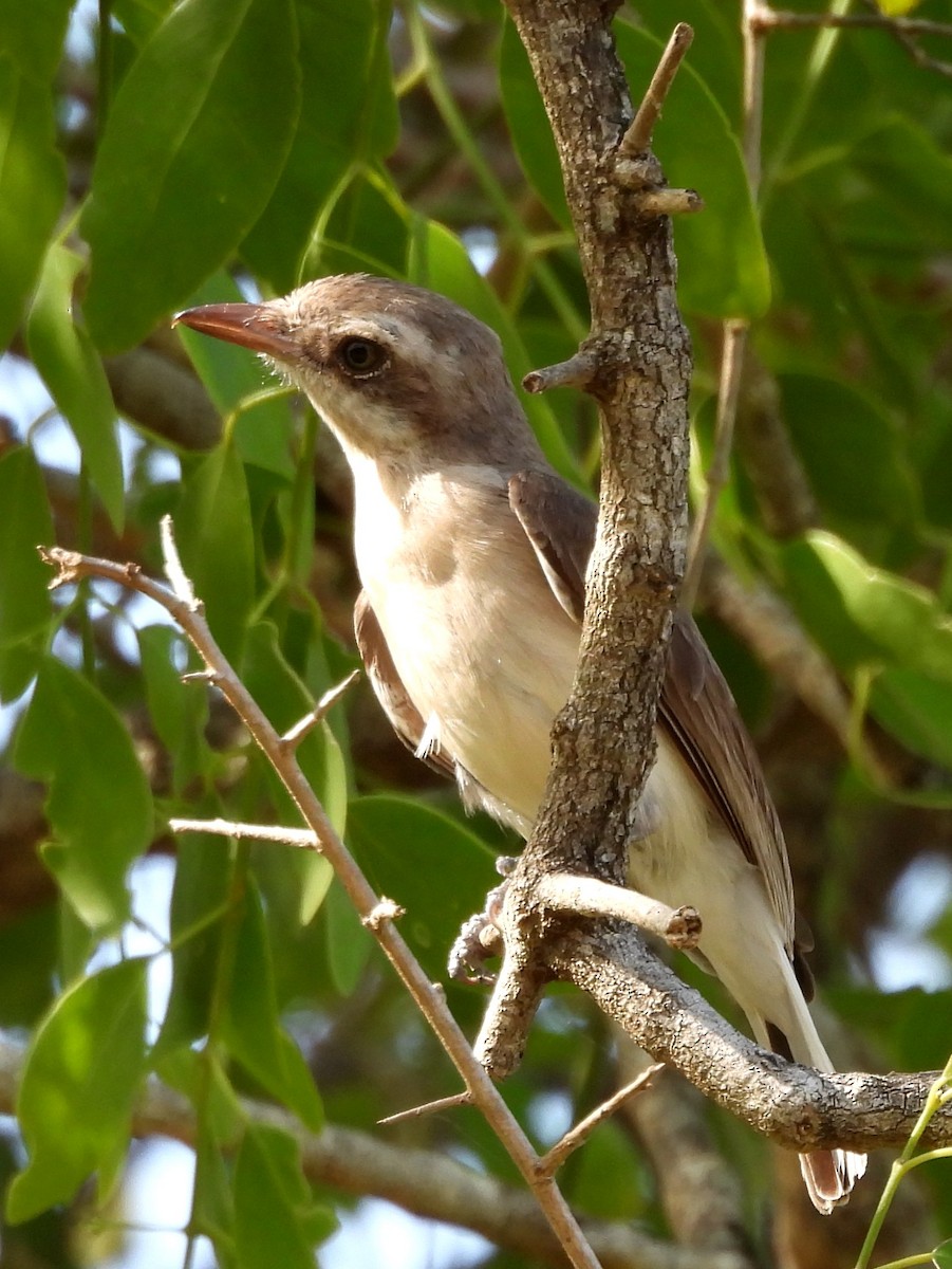 Sri Lanka Woodshrike - ML640947916
