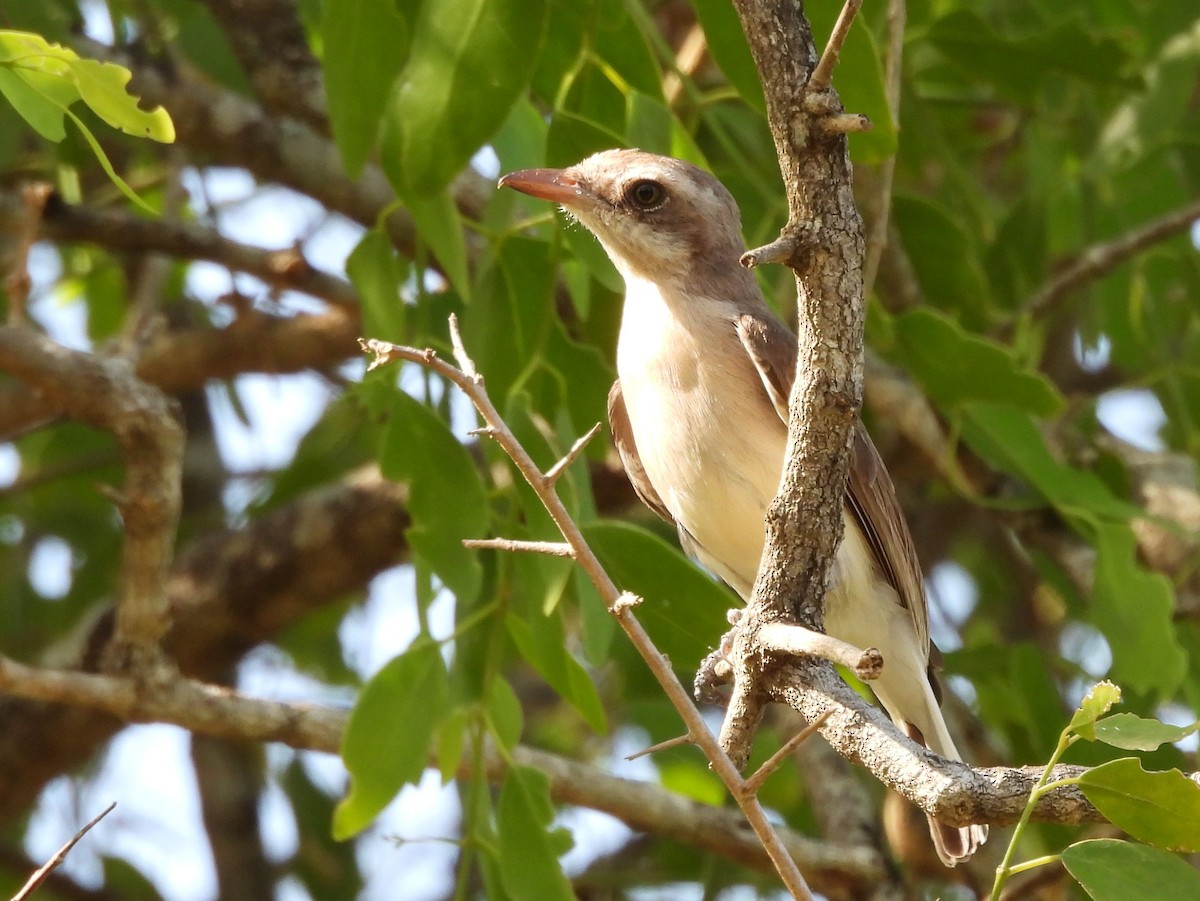 Sri Lanka Woodshrike - ML640947918