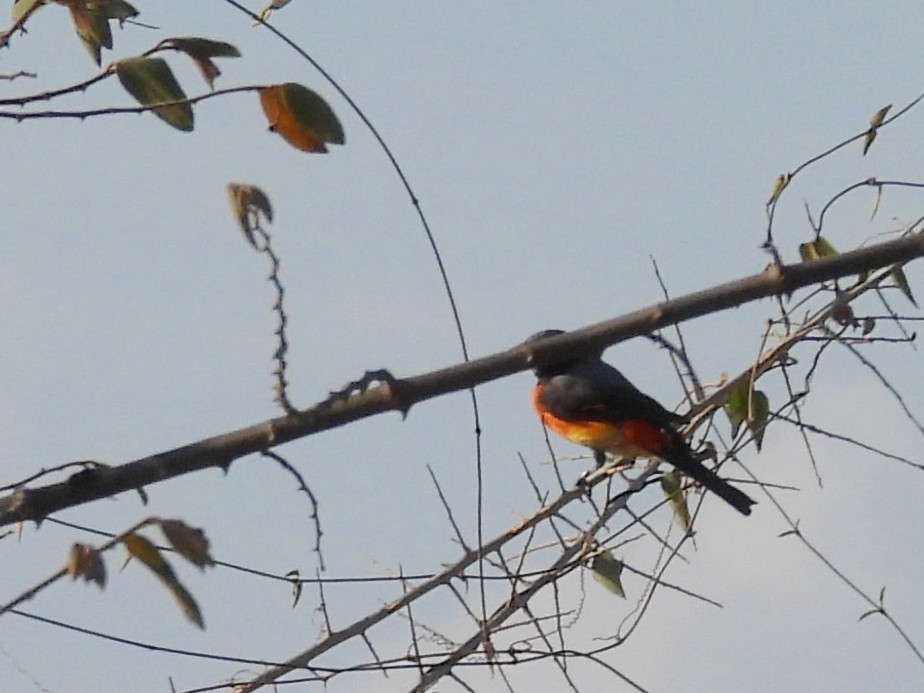 Small Minivet - ML640947921
