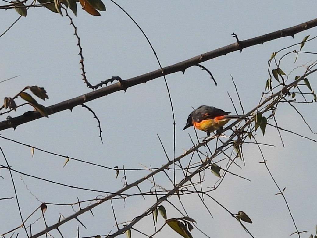 Small Minivet - ML640947922