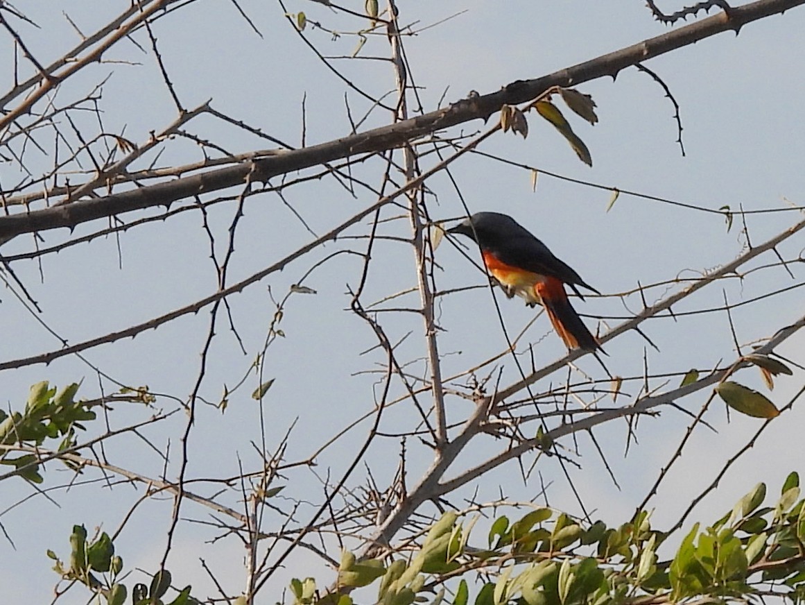 Small Minivet - ML640947923