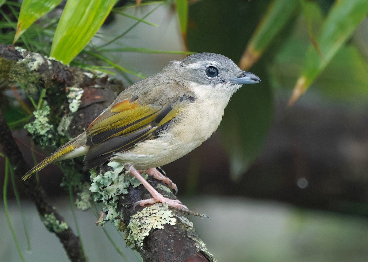 jungelprakttimal (aeralatus gr.) - ML640947926