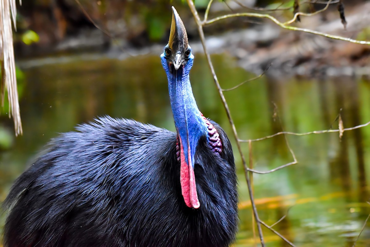 Southern Cassowary - ML640947935