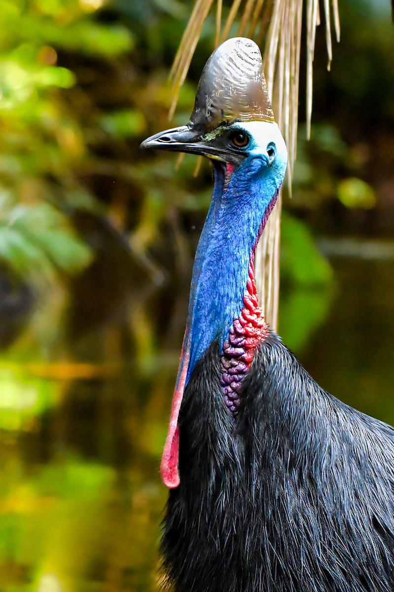 Southern Cassowary - ML640947936