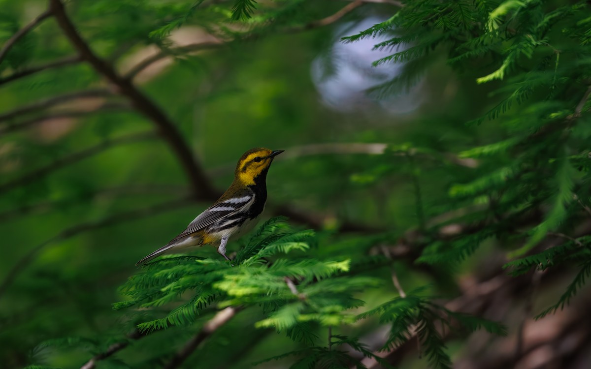 Black-throated Green Warbler - ML640948017