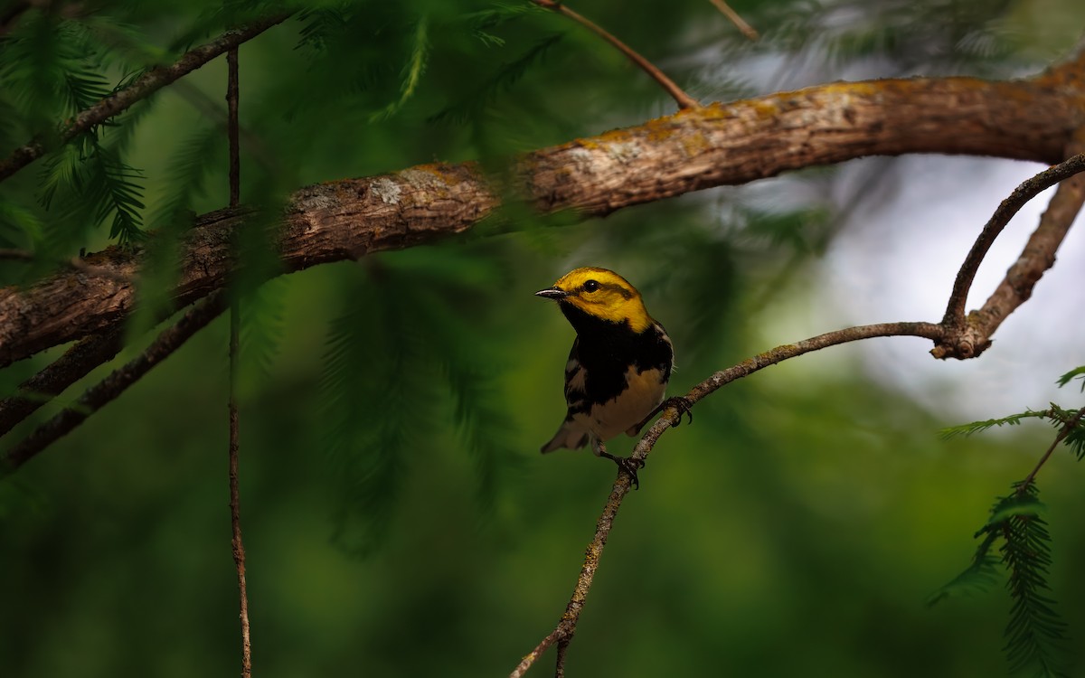 Black-throated Green Warbler - ML640948018