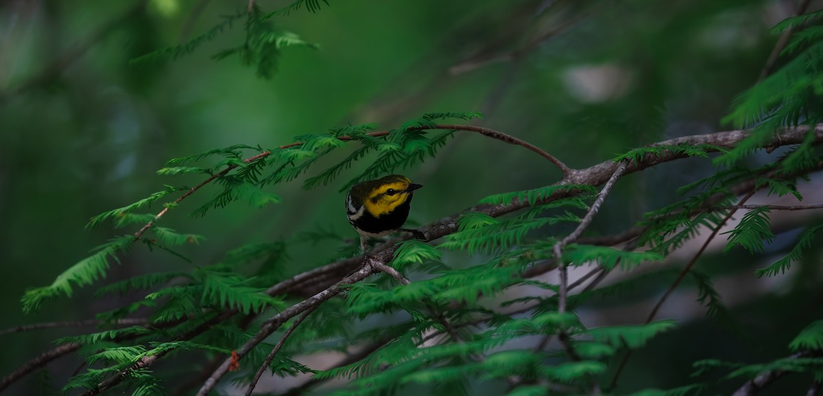 Black-throated Green Warbler - ML640948019