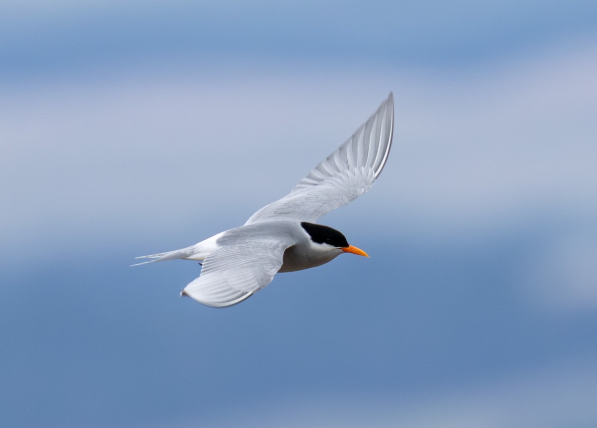 Black-fronted Tern - ML640948065