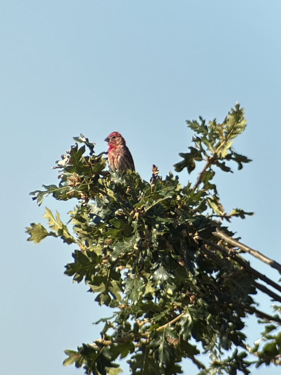 House Finch - ML640948087