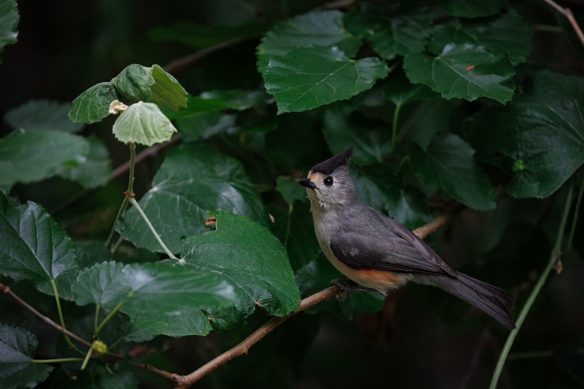 Black-crested Titmouse - ML640948100