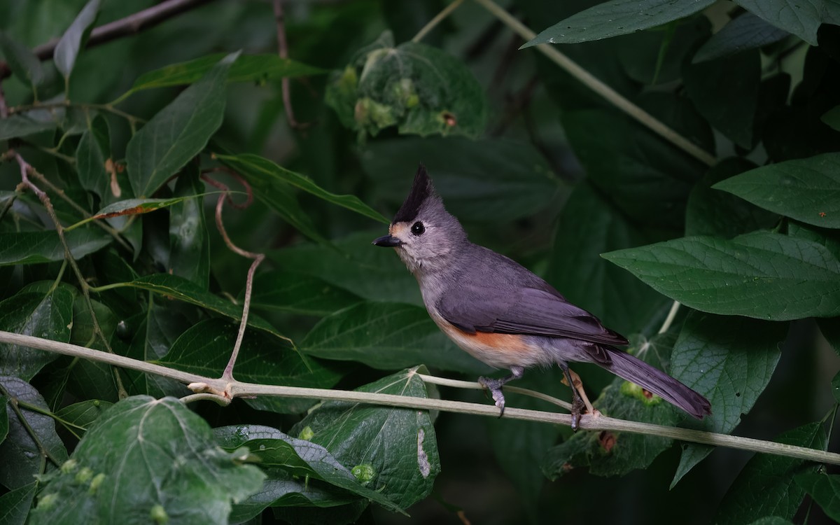 Black-crested Titmouse - ML640948101