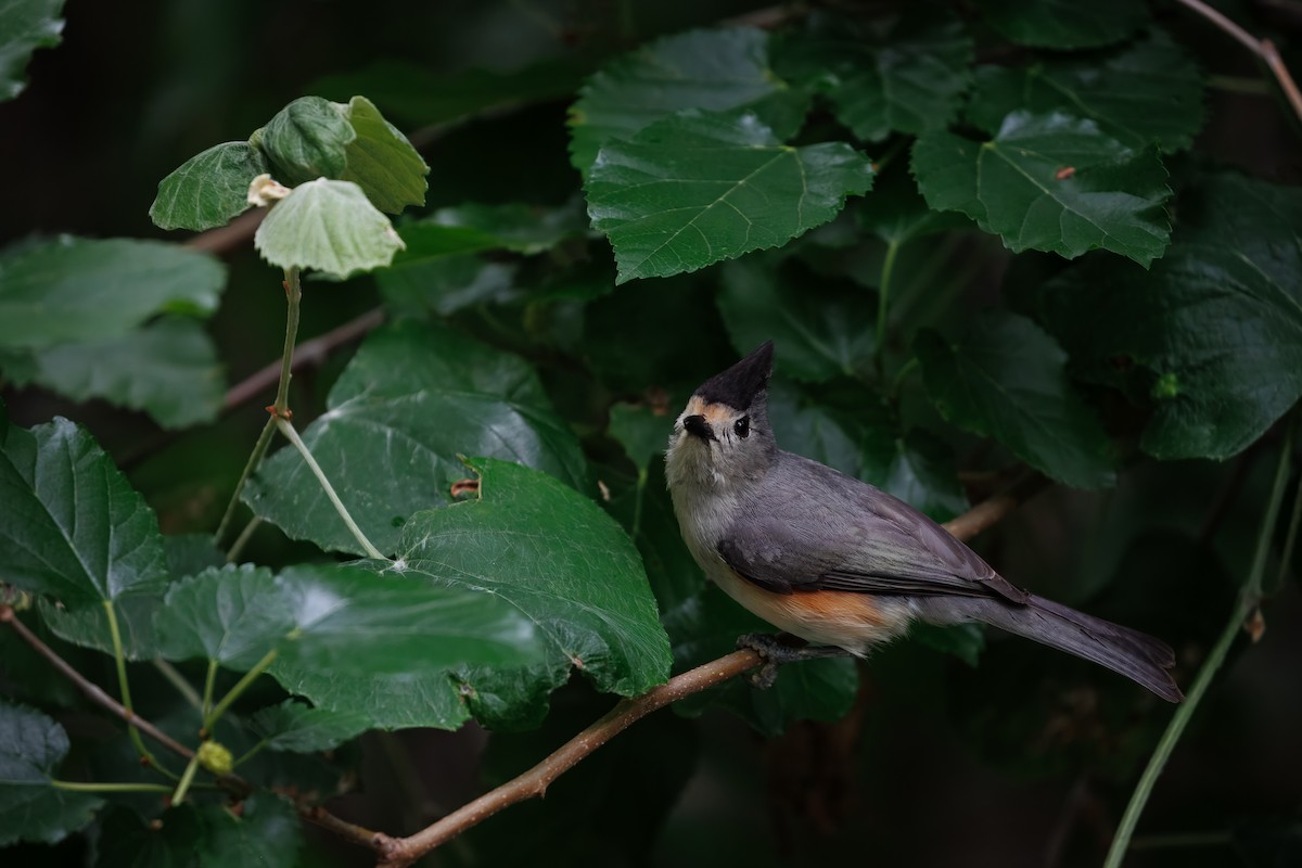 Black-crested Titmouse - ML640948102