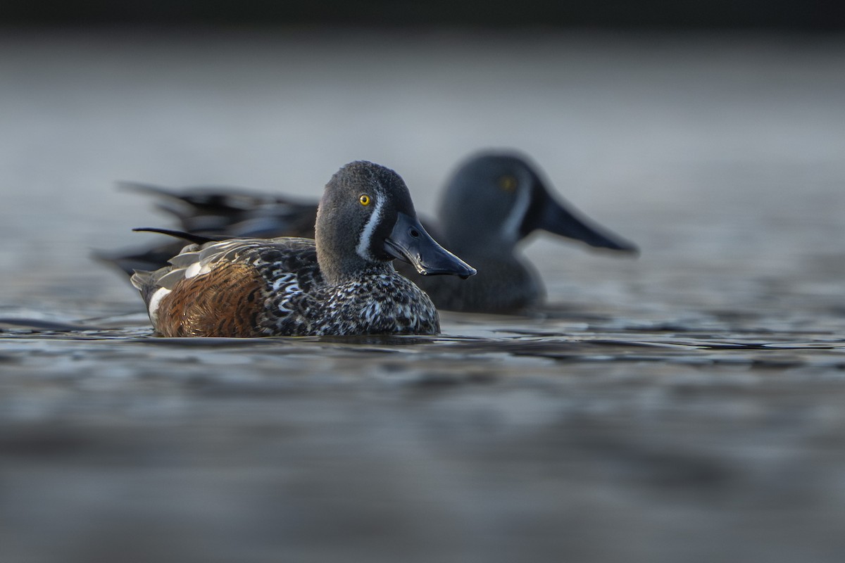 Australasian Shoveler - ML640948110