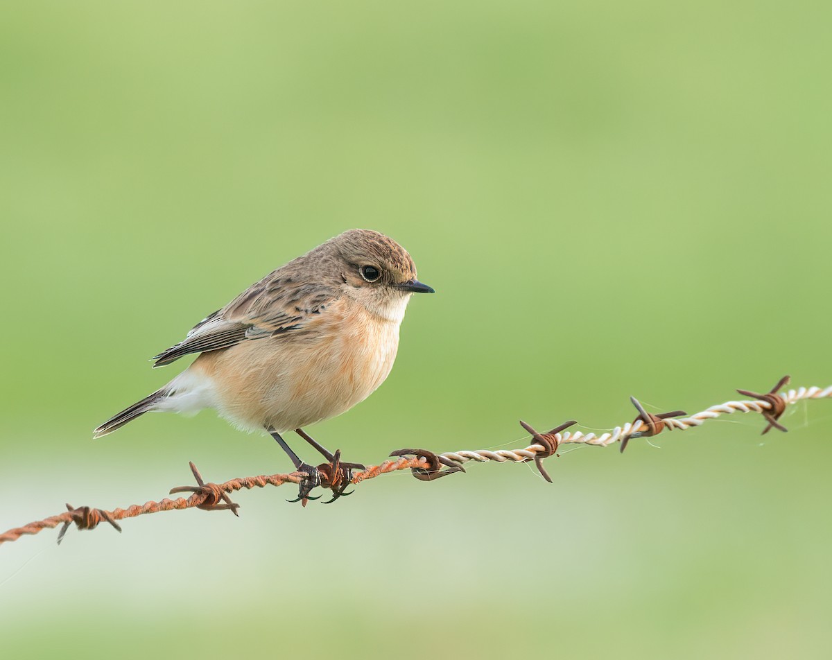 Siberian Stonechat - ML640948128