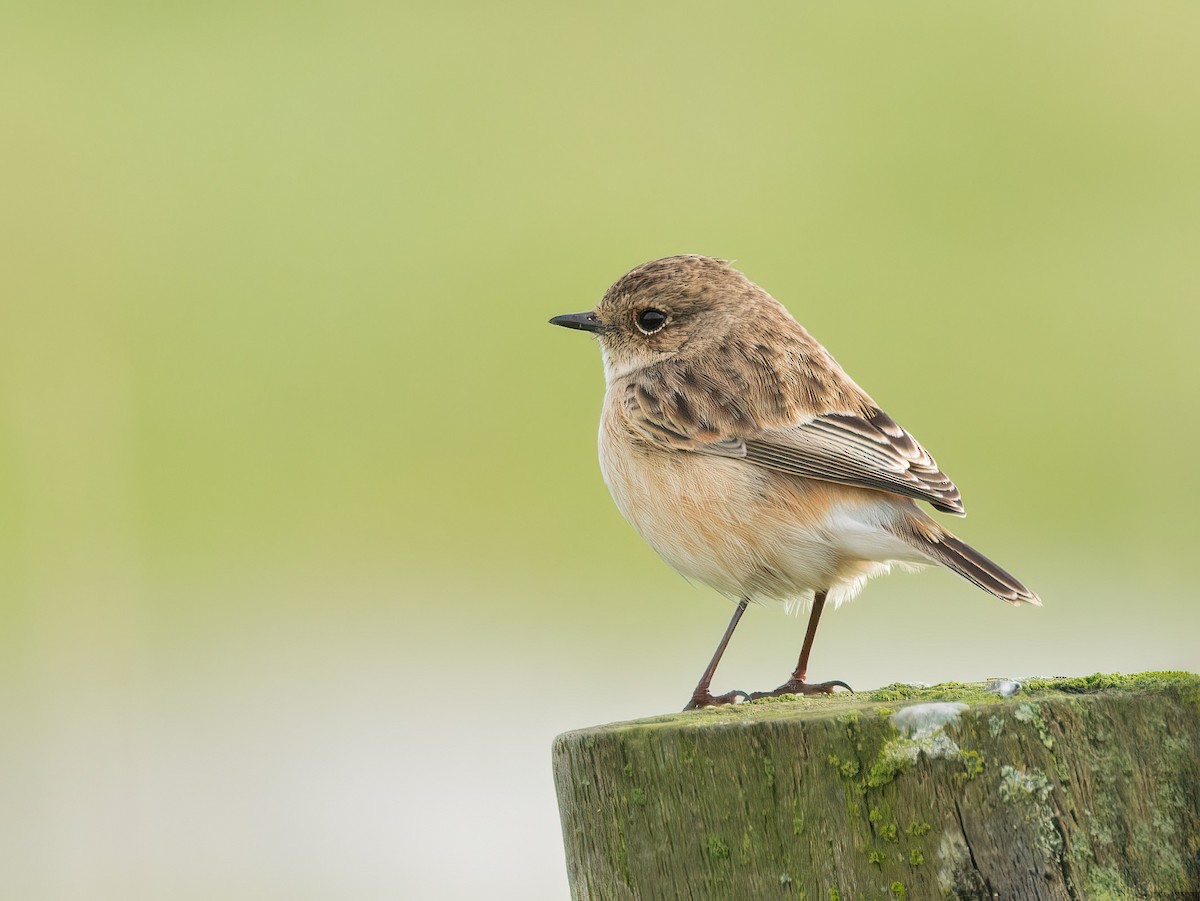 Siberian Stonechat - ML640948129