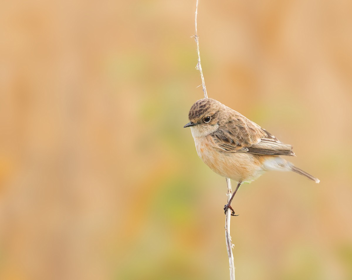 Siberian Stonechat - ML640948131