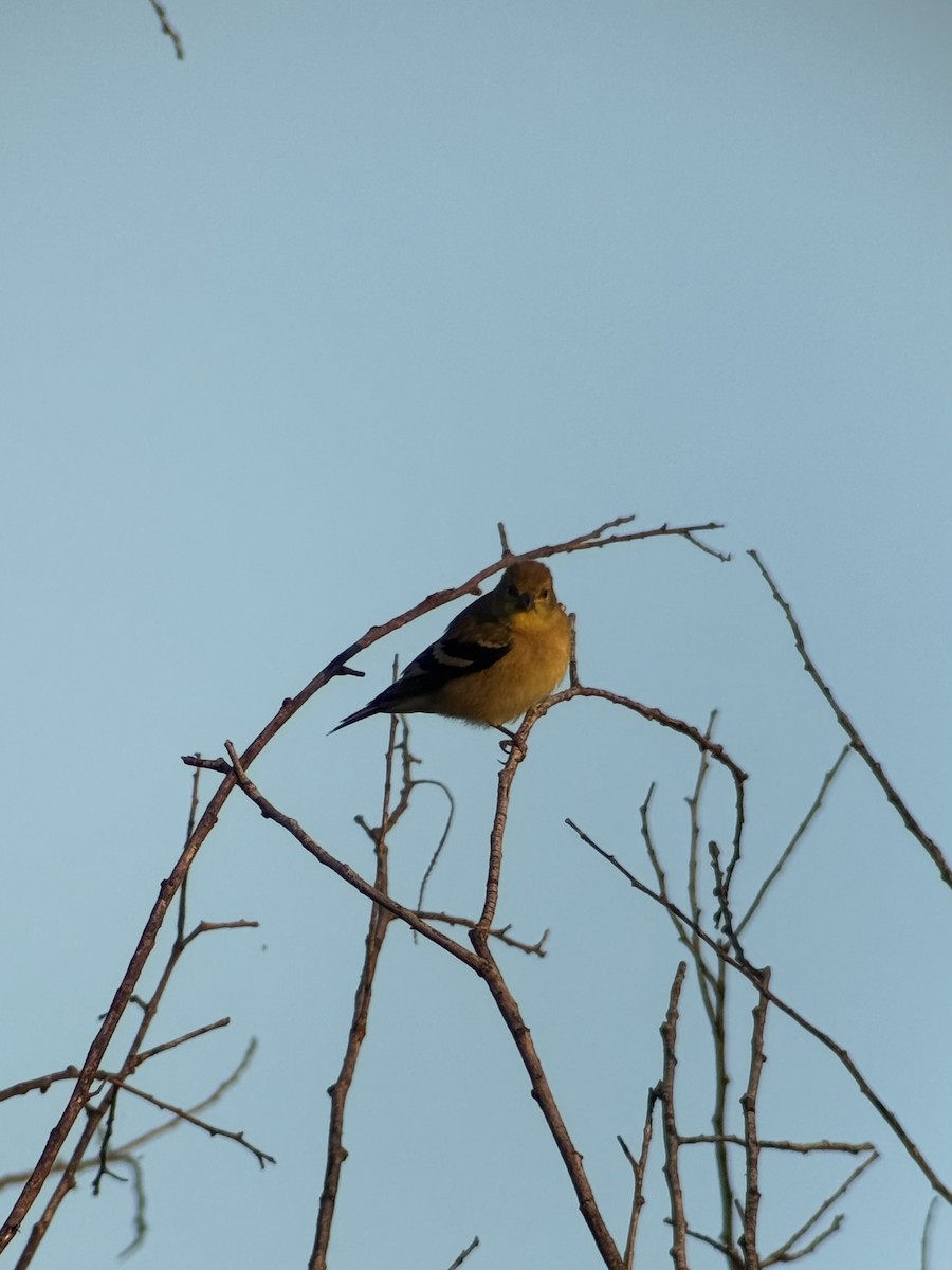 American Goldfinch - ML640948133