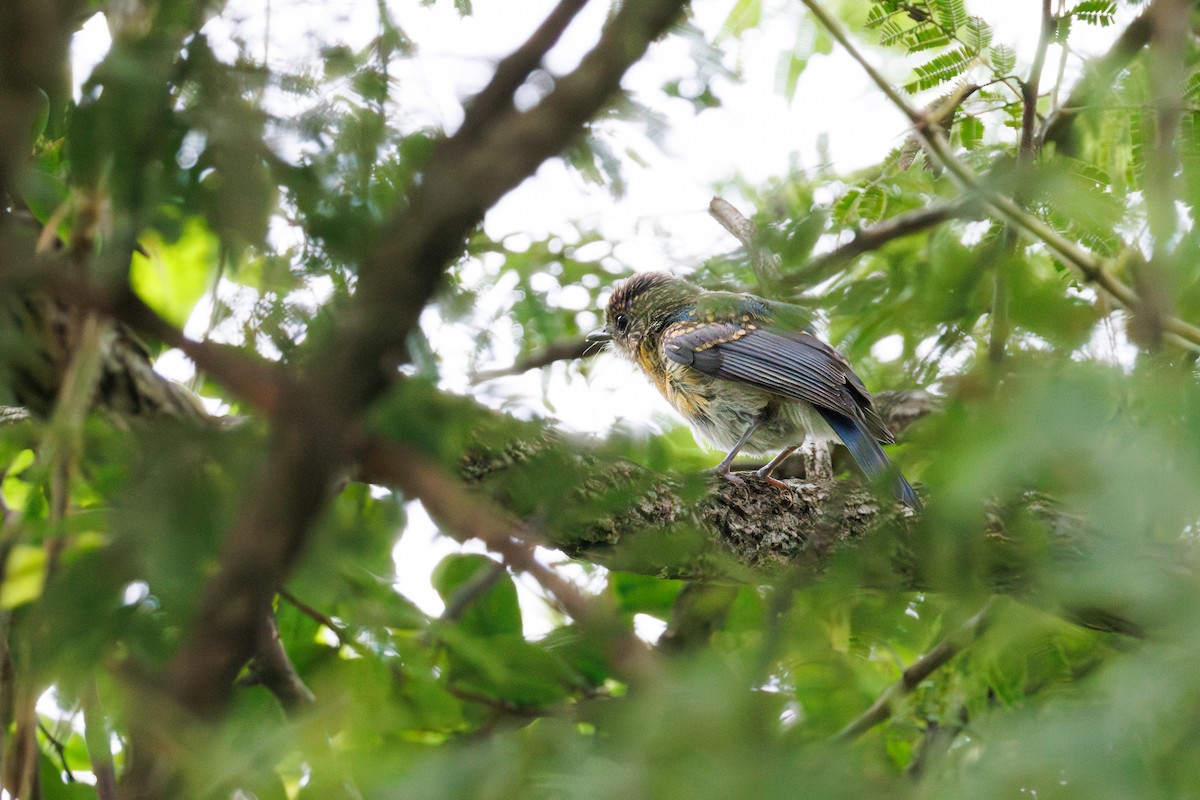 Tickell's Blue Flycatcher - ML640948211