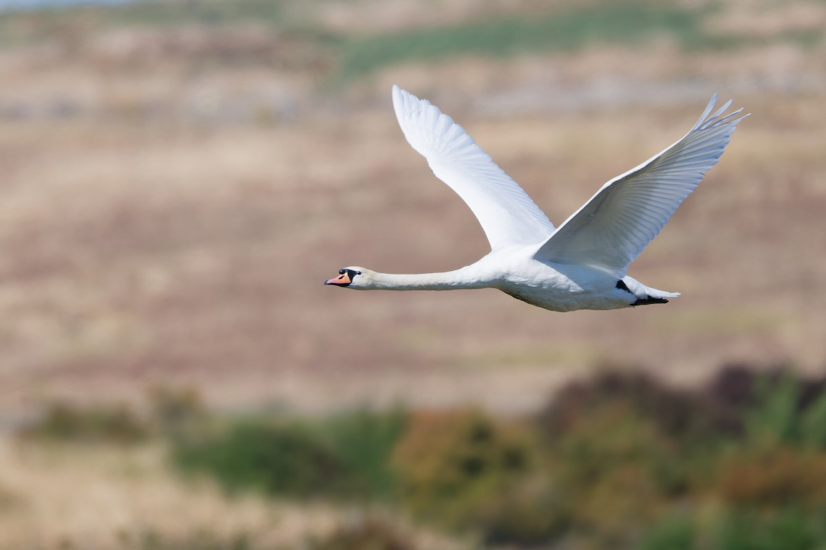 Mute Swan - ML640948216