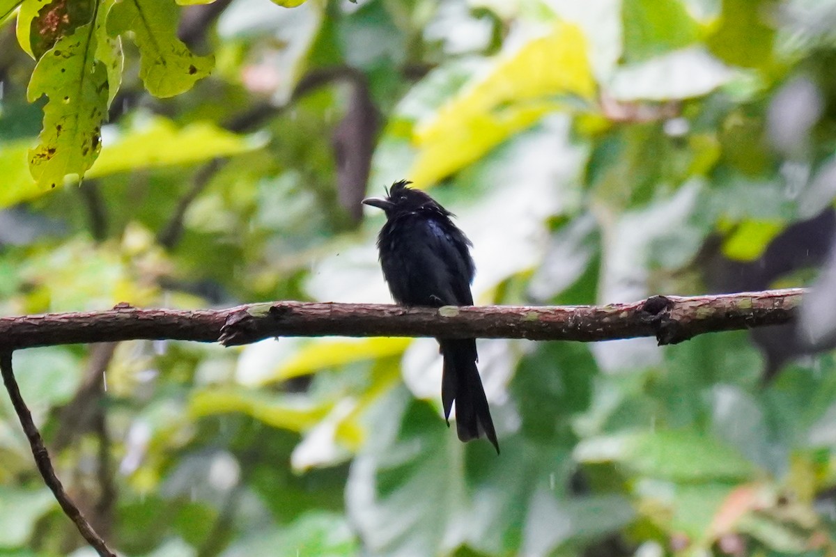 Greater Racket-tailed Drongo - ML640948254