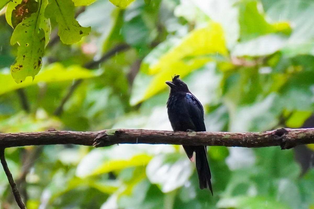 Greater Racket-tailed Drongo - ML640948255