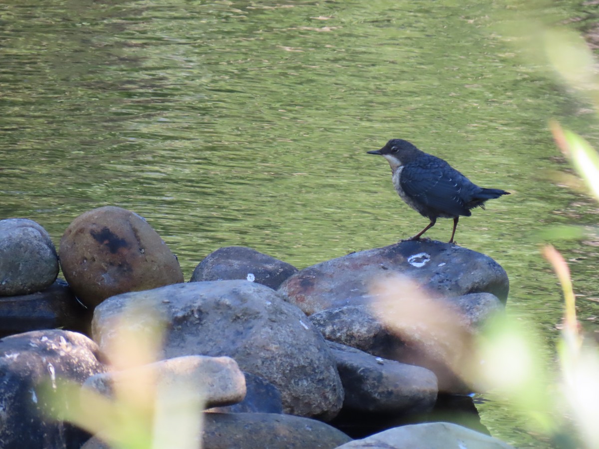 White-throated Dipper - ML640948277