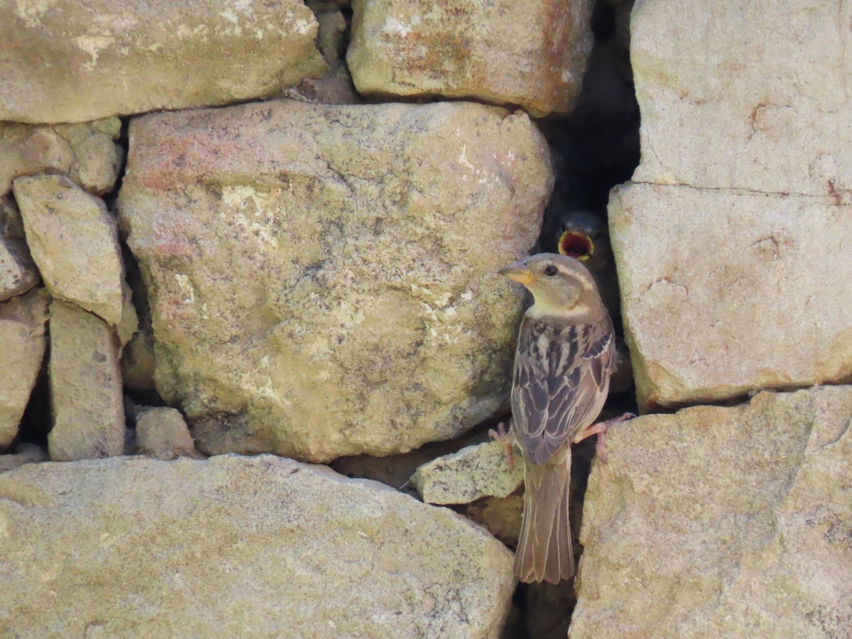 House Sparrow - ML640948280