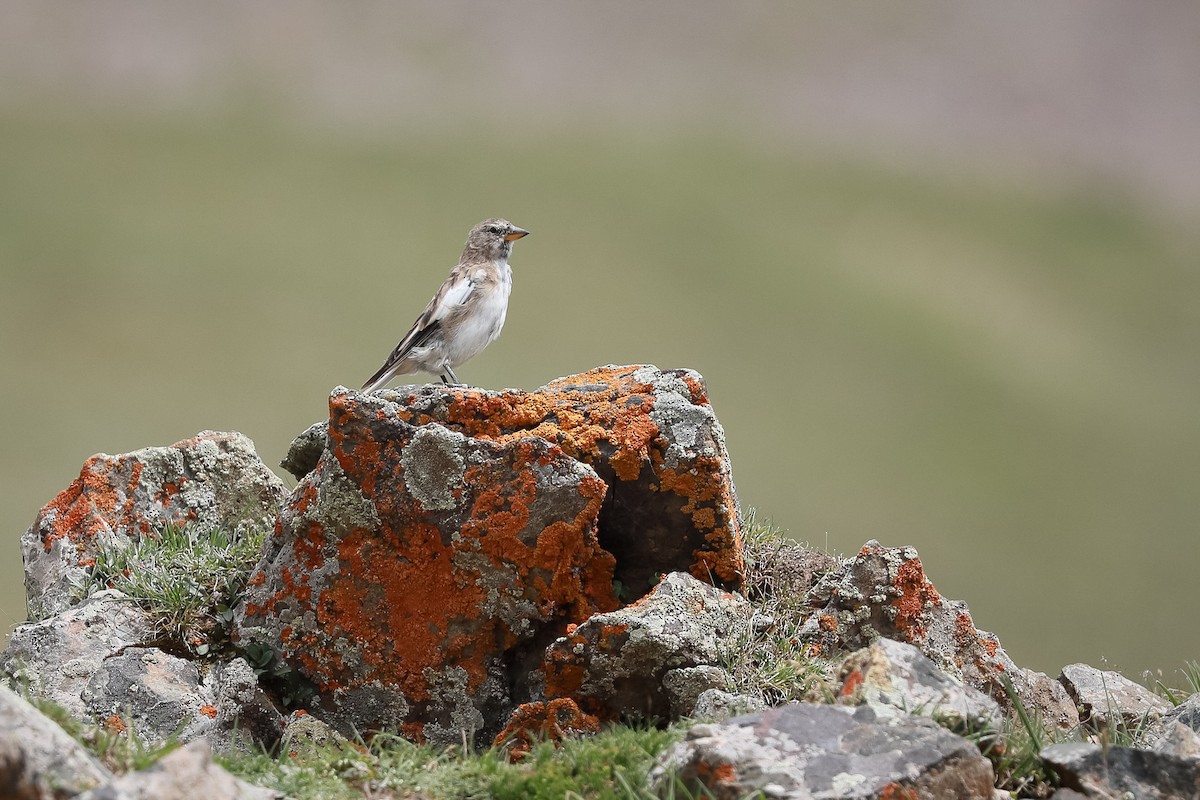 Tibetan Snowfinch - ML640948308